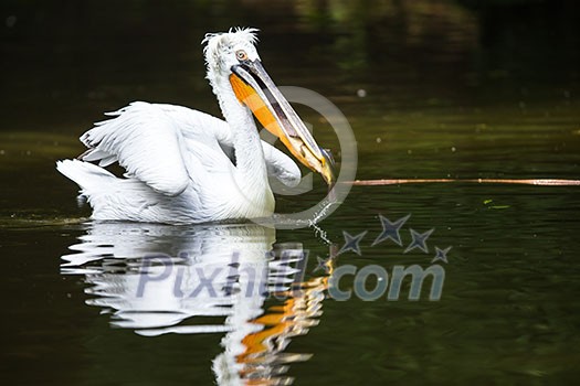Great white pelican also known as the eastern white pelican, rosy pelican or white pelican. Great white pelican also known as the eastern white pelican, rosy pelican or white pelican.