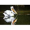 Great white pelican also known as the eastern white pelican, rosy pelican or white pelican.