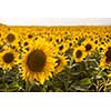 sunflower field on beautiful sunny summer day in provevce france