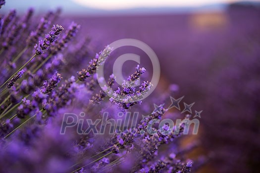 closeup purple lavender field blooming flower with sunlight flare in bacground nature calm scene closeup purple lavender field blooming flower with sunlight flare in bacground nature calm scene