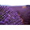 closeup purple lavender field blooming flower   with sunlight flare in bacground nature  calm scene