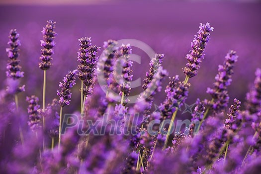closeup purple lavender field blooming flower   with sunlight flare in bacground nature  calm scene