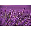 closeup purple lavender field blooming flower   with sunlight flare in bacground nature  calm scene