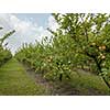 Fresh eco-friendly fruits in the apple orchard.Selsk garden before harvesting against the background of a cloudy sky