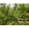 Apple-tree garden with eco-friendly fruits in the agricultural garden before the harvest harvest against the sky. Healthy fruits