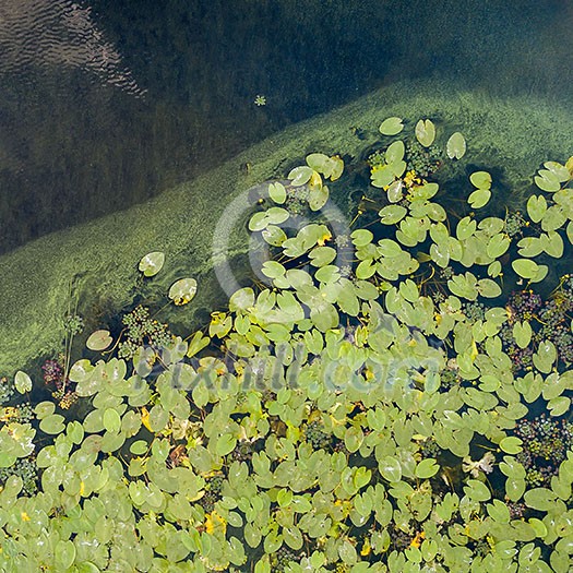 Birds view from a drone to a pond with beautiful water lily flowers, green leaves, green water in a summer day in the evening. Birds view from a drone to a pond with beautiful water lily flowers, green leaves, green water in a summer day in the evening.