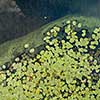 Birds view from a drone to a pond with beautiful water lily flowers, green leaves, green water in a summer day in the evening.