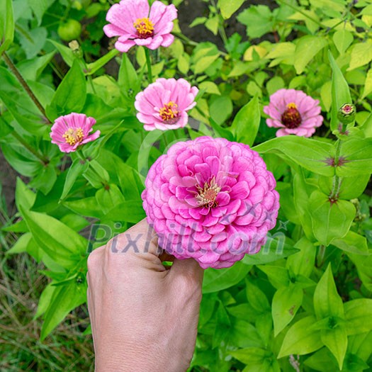 A flower bed with pink flowers by the majors or Zinnia is elegant in the garden on a summer day. Hand of a man takes a flower. Floriculture. Top view A flower bed with pink flowers by the majors or Zinnia is elegant in the garden on a summer day. Hand of a man takes a flower. Floriculture. Top view