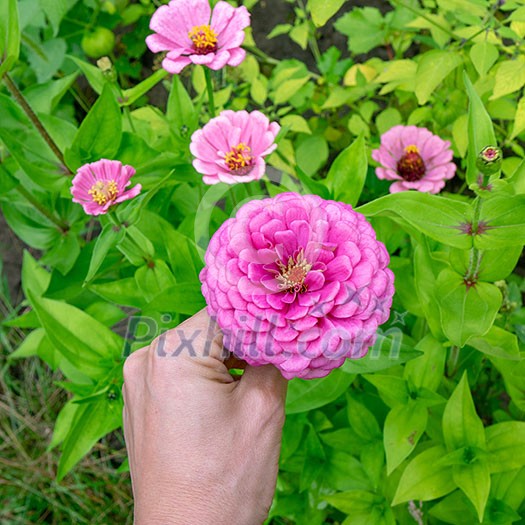 A flower bed with pink flowers by the majors or Zinnia is elegant in the garden on a summer day. Hand of a man takes a flower. Floriculture. Top view