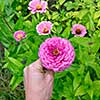 A flower bed with pink flowers by the majors or Zinnia is elegant in the garden on a summer day. Hand of a man takes a flower. Floriculture. Top view