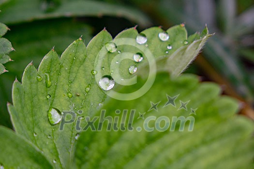 Macro photo of a green fresh strawberry leaf with clean water drops. Macro photo of a green fresh strawberry leaf with clean water drops.