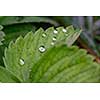 Macro photo of a green fresh strawberry leaf with clean water drops.