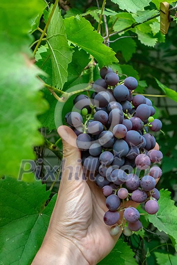 Organic grape. A man's hand holds a bunch of red ripe grapes in a rural garden. The concept of making wine Organic grape. A man's hand holds a bunch of red ripe grapes in a rural garden. The concept of making wine