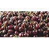 Tracking slow motion video of a wet ripe red cherries fruits. Close-up cherries background with drops of water on berries. Soft focus. Shallow depth of field. 4K video.