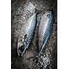Fresh raw fish mackerel on a wooden table. Rustic style.