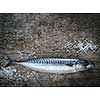 Fresh raw fish mackerel on a wooden table. Rustic style. Closeup.