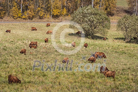 Cows on an autumnal meadow Cows on an autumnal meadow