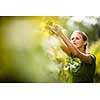 Woman picking grape during wine harvest