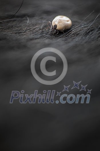 Tick in a dog's fur sucking his blood - dangerous parasite carrier of multiple diseases and pathogens Tick in a dog's fur sucking his blood - dangerous parasite carrier of multiple diseases and pathogens