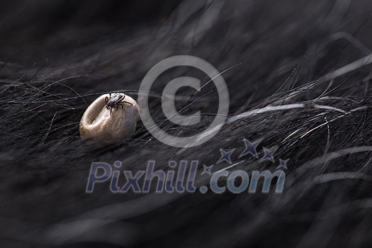 Tick in a dog's fur sucking his blood - dangerous parasite carrier of multiple diseases and pathogens - male tick on a female tick Tick in a dog's fur sucking his blood - dangerous parasite carrier of multiple diseases and pathogens - male tick on a female tick
