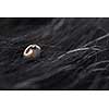 Tick in a dog's fur sucking his blood - dangerous parasite carrier of multiple diseases and pathogens - male tick on a female tick