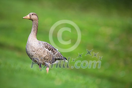 Greylag Goose, Anser anser Greylag Goose, Anser anser