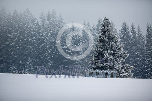 Winter forest - trees covered with snow