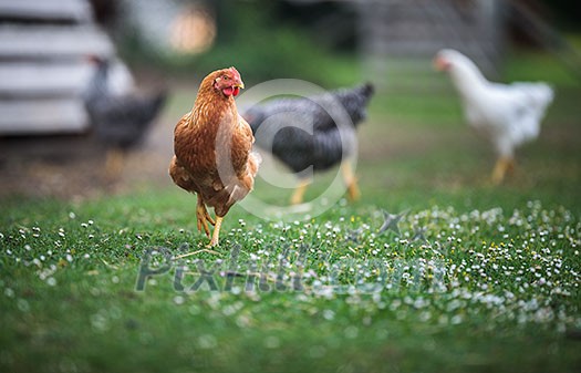 Hen in a farmyard (Gallus gallus domesticus) Hen in a farmyard (Gallus gallus domesticus)