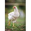 Hen in a farmyard (Gallus gallus domesticus)