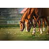 Horses grazing on pasture