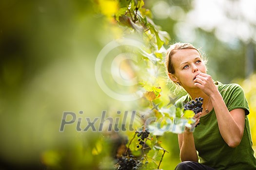 Woman picking grape during wine harvest Woman picking grape during wine harvest