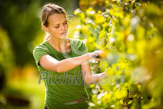 Woman picking grape during wine harvest Woman picking grape during wine harvest