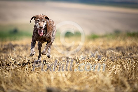 Autumn hunting season. Hunting. Outdoor sports. Woman hunter in the woods Autumn hunting season. Hunting. Outdoor sports. Woman hunter in the woods