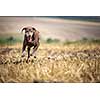 Autumn hunting season. Hunting. Outdoor sports. Woman hunter in the woods