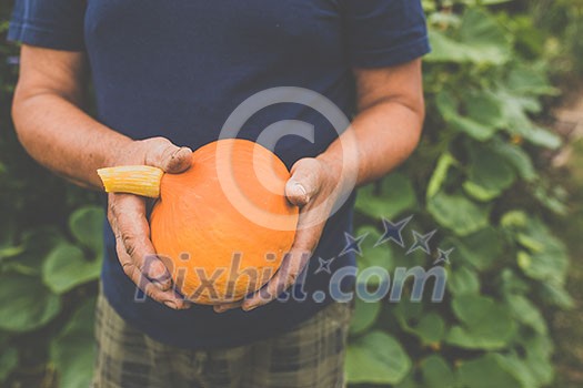 Gardener holding a pumkin in his hands - freshly harvested organic food from his permaculture garden Gardener holding a pumkin in his hands - freshly harvested organic food from his permaculture garden