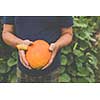 Gardener holding a pumkin in his hands - freshly harvested organic food from his permaculture garden