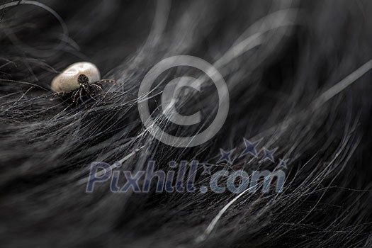 Tick in a dog's fur sucking his blood - dangerous parasite carrier of multiple diseases and pathogens Tick in a dog's fur sucking his blood - dangerous parasite carrier of multiple diseases and pathogens