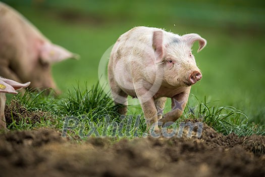 Pigs eating on a meadow in an organic meat farm Pigs eating on a meadow in an organic meat farm