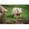 Pigs eating on a meadow in an organic meat farm
