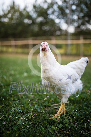 Hen in a farmyard (Gallus gallus domesticus) Hen in a farmyard (Gallus gallus domesticus)