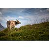Brown mountain cows grazing on an alpine pasture in the Bernese Alps in summer. Grindelwald, Jungfrau region, Bernese Oberland, Switzerland
