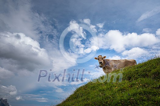Brown mountain cows grazing on an alpine pasture in the Bernese Alps in summer. Grindelwald, Jungfrau region, Bernese Oberland, Switzerland Brown mountain cows grazing on an alpine pasture in the Bernese Alps in summer. Grindelwald, Jungfrau region, Bernese Oberland, Switzerland