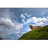 Brown mountain cows grazing on an alpine pasture in the Bernese Alps in summer. Grindelwald, Jungfrau region, Bernese Oberland, Switzerland