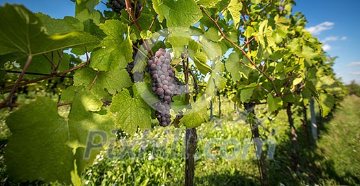 Large bunches of red wine grapes hang from an old vine in warm afternoon light Large bunches of red wine grapes hang from an old vine in warm afternoon light
