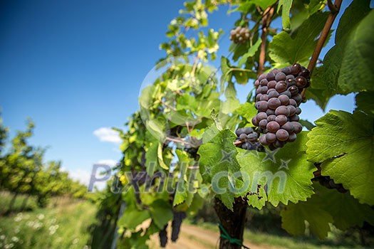 Large bunches of red wine grapes hang from an old vine in warm afternoon light Large bunches of red wine grapes hang from an old vine in warm afternoon light