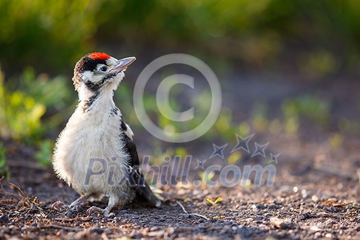 Young Great Spotted Woodpecker on the ground right after leaving the nest, looking around, pondering the question of flying Young Great Spotted Woodpecker on the ground right after leaving the nest, looking around, pondering the question of flying