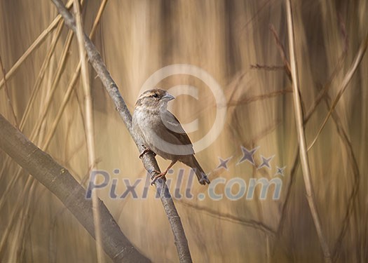 House Sparrow (Passer domesticus)