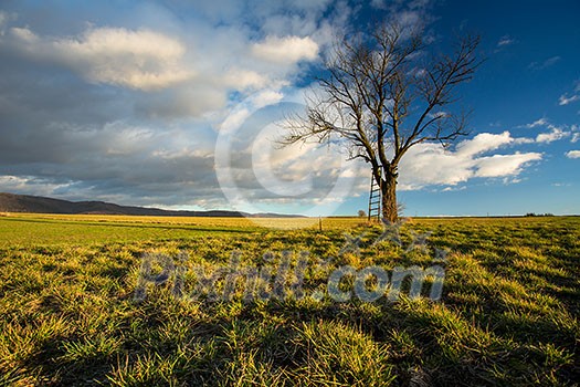 Big tree on green meadow landscape with blue sky with copy space Big tree on green meadow landscape with blue sky with copy space