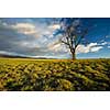 Big tree on green meadow landscape with blue sky with copy space