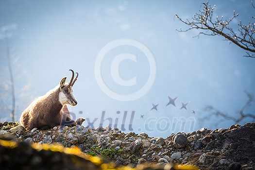 Chamois (Rupicapra rupicapra) Chamois (Rupicapra rupicapra)